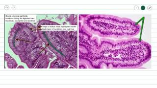 Simple Columnar Epithelium [upl. by Dust153]