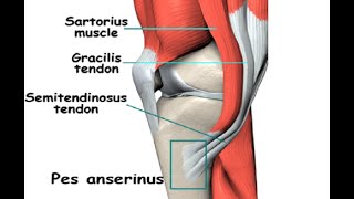 Two Minutes of Anatomy Pes Anserine [upl. by Mieka269]