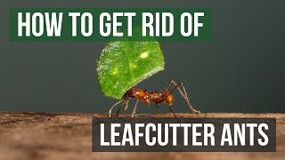 How to Get Rid of Leafcutter Ants 4 Easy Steps [upl. by Tova597]