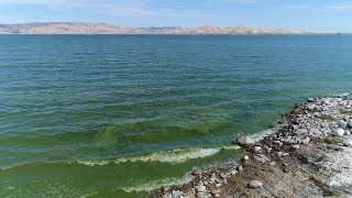 Understanding the Dangers of BlueGreen Algae Cyanobacteria [upl. by Llenhoj149]