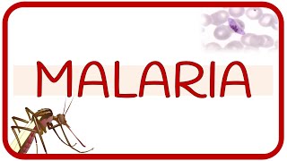 MALARIA  fisiopatología ciclo de vida manifestaciones clínicas diagnóstico y tratamiento [upl. by Aggri722]