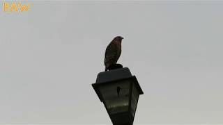 Redshouldered Hawk vs Redtailed Hawk Calls [upl. by Anirac629]