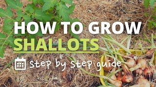 How to Grow Shallots [upl. by Gnav]