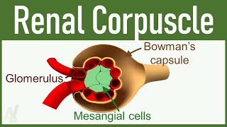 02 Nephron Structure Renal Corpuscle [upl. by Neelyad]