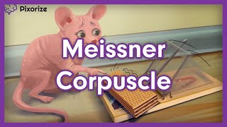 Meissner Corpuscle Mnemonic [upl. by Piegari]