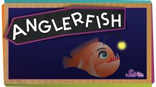 All About Anglerfish [upl. by Innaig]