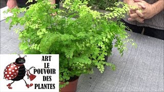 Conseil jardinage Adiantum capillusveneris capillaire Arrosage et entretien Plante dintérieur [upl. by Unhsiv]