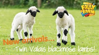 Twin Valais blacknose lambs [upl. by Aiuhsoj]