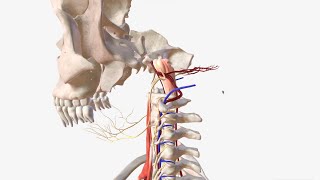 Vertebral Artery  Anatomy Branches amp Relations [upl. by Windham]