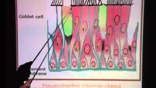 Pseudostratified Ciliated Columnar Epithelium [upl. by Ulda]