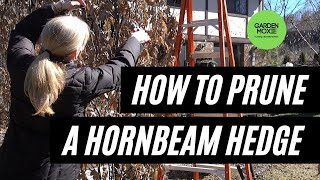 How to Prune a Hornbeam Hedge [upl. by Herson]