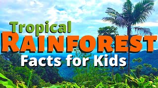 Rainforest Facts for Kids  All About the Amazon amp Other Tropical Rainforests [upl. by Endres]