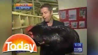 Reporter attacked by giant rooster  TODAY Show Australia [upl. by Nairred]