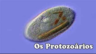 Os Protozoarios [upl. by Uis]