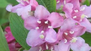 How to Prune Weigela [upl. by Katharina]