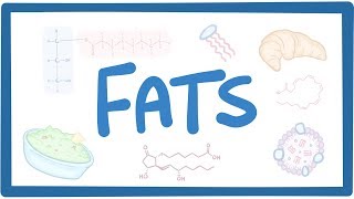 The Role of Fats in Nutrition [upl. by Aivle]