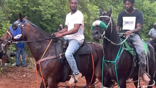 Standardbred Horse Racing Under The Saddle Longview Texas [upl. by Esme]