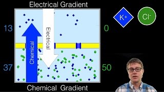 Electrochemical Gradient [upl. by Aikan126]