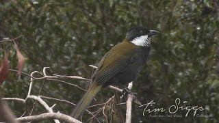 Eastern Whipbird call Psophodes olivaceus HD Video clip 12 Tim Siggs ABVC [upl. by Akkim]