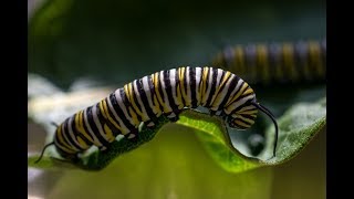 Milkweed amp the Monarch Butterfly Life Cycle [upl. by Fleeman]