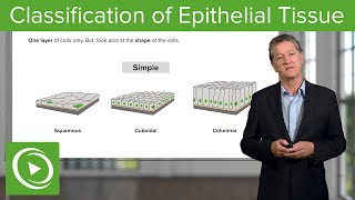 Classification of Epithelial Tissue – Histology  Lecturio [upl. by Enirrok867]