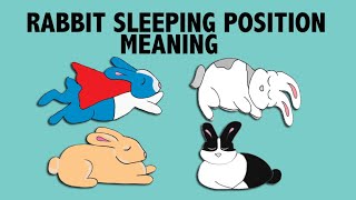 What Your Rabbits Sleeping Position Reveals about their Personality [upl. by Gregorius]