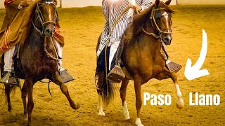 Peruvian Horse Gait Paso Llano [upl. by Daffy]