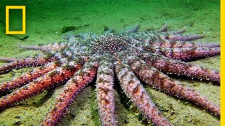 Sunflower Seastar Terrifying Predator  National Geographic [upl. by Rebah]