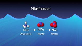 Nitrogen Removal Basics [upl. by Ardeid993]