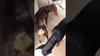 Perros Doberman Apareamiento [upl. by Gibbon]