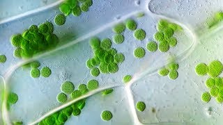 Cyclosis  Cytoplasmic Streaming in Plant Cells [upl. by Chak503]