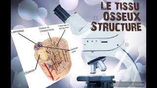 HISTOLOGIE  TISSU OSSEUX  COURS DÉTAILLÉ [upl. by Ydna]