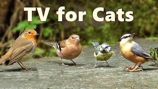 Cat TV Birds  Captivating Birds for Cats to Watch [upl. by Hajin]