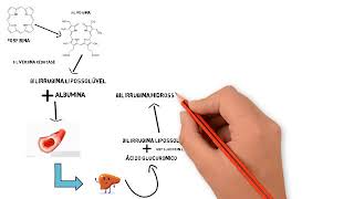 Fisiologia Metabolismo da bilirrubina [upl. by Acinok]