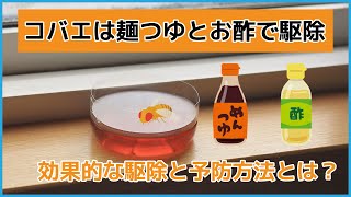 【コバエは麺つゆ・お酢で駆除】効果的な駆除と予防方法とは？ [upl. by Theodore948]