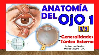 🥇 Anatomía del OJO 13  Generalidades y Túnica Externa [upl. by Cynera]