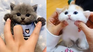 Baby Cats  Cute and Funny Cat Videos Compilation  Cute Kittens In The World [upl. by Pillyhp834]