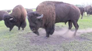 Bison Bull in Mating Season [upl. by Elleinet199]