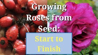 Grow Roses from Seed Start to Finish [upl. by Chadwick]