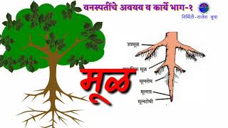 वनस्पतीचे अवयव Vanaspatiche avyav  science [upl. by Eillen]