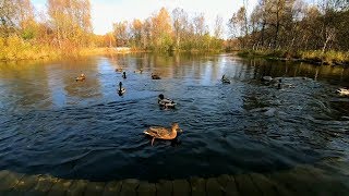 Duck sounds with quacking and splashing on the river [upl. by Anaile]