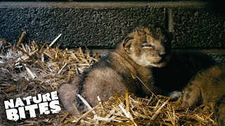 ADORABLE Lion Cubs Meet Their Dad for the First Time  Fota Into the Wild [upl. by Garnette]