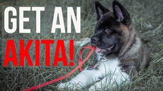 Akita Breeders Where to Get an Akita Puppy  The Akita Life [upl. by Flin]