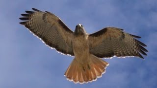 Red Tailed Hawk catching a mouse filmed at 960fps frames per second [upl. by Hamil16]