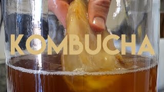 Beginners Guide To Fermentation Kombucha Making [upl. by Ahsiekram]