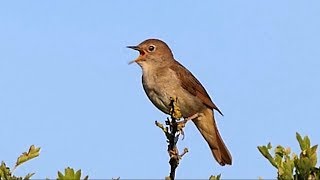 One Hour Relaxing Birdsong the Nightingale [upl. by Nahsor]