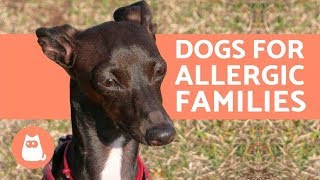 10 Hypoallergenic Dog Breeds for Allergic Families [upl. by Mikes]