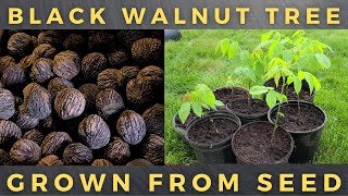 How To Grow Black Walnut Tree From Seed [upl. by Hna]