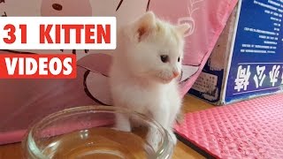 31 Funny Kittens  Cat Video Compilation 2017 [upl. by Rosa612]