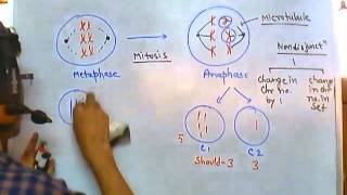 Nondisjunction of chromosome [upl. by Hanafee]